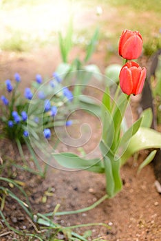 Field flowers two red tulips. Spring background. Beautiful meadow/Beautiful nature scene with blooming red tulip. Spring