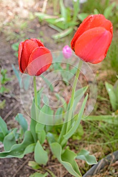 Field flowers two red tulips. Spring background. Beautiful meadow/Beautiful nature scene with blooming red tulip. Spring