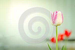 field flowers violet tulip. Beautiful nature scene with blooming violet tulip/ Spring flowers. Beautiful meadow. Spring background