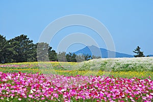 Field of flowers with volcano