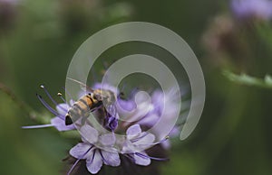 Field flowers. Wild vegetation. A bee pollinates a flower. Overgrown fields. Purple, small flowers.