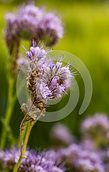 Field flowers. Wild vegetation. A bee pollinates a flower. Overgrown fields. Purple, small flowers.