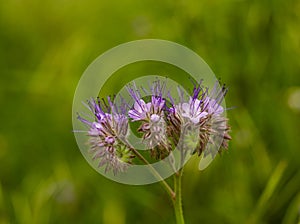Field flowers. Wild vegetation. A bee pollinates a flower. Overgrown fields. Purple, small flowers.