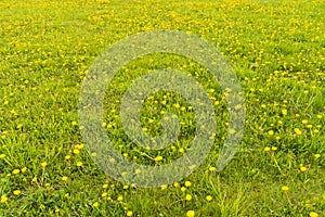 Field of flowers yellow dandelions in green grass as background