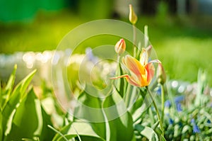 field flowers yellow tulip. Beautiful nature scene with blooming yellow tulip/Spring flowers. Spring background
