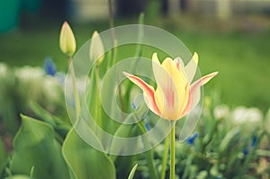 field flowers yellow tulip. Spring flowers. Beautiful meadow/ Beautiful nature scene with blooming white tulip, closeup