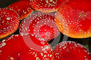 Field of fly agarics in the forest