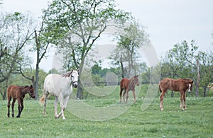Field of Foals