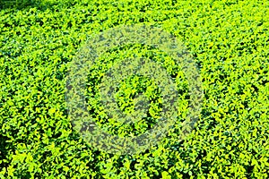 Field of fodder grass, alfalfa matures in Ukraine