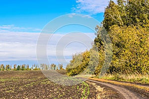 Field, forest, blue sky, dirt road