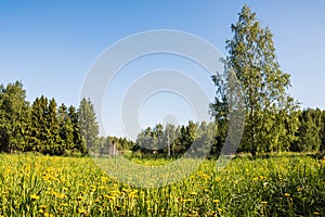 Field and forest far in the background