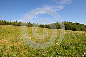 A field in the forest near the Holy Trinity Anzersky Skete