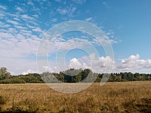 Field and forest of Omsk region