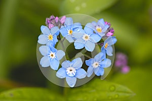 Field Forget-me-not