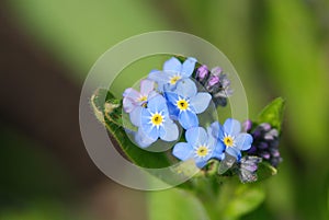 Field Forget-me-not