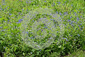 Field Forget-me-not or Forgetmenot - Myosotis arvensis, Surlingham, Norfolk, England, UK