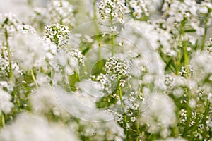 The field is fragrant, smelling of honey, snow-white Lobularia