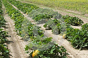 FIELD OF FRENCH PUMPKIN CALLED ROUGE VIF D`ETAMPES cucurbita maxima photo