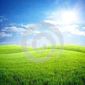 Field of fresh grass