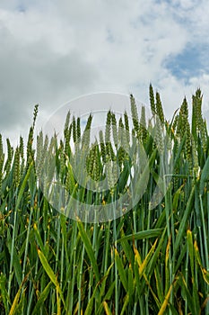 Field of Fresh Green Corn