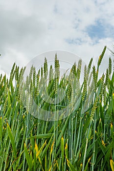 Field of Fresh Green Corn