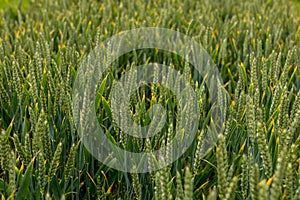 Field of Fresh Green Corn