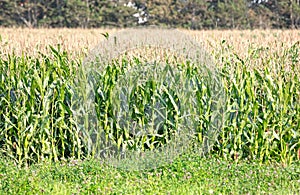 Field of fresh green corn plants