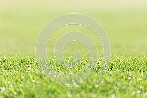 field of fresh green grass as background