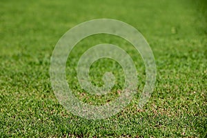 Field of fresh green grass texture