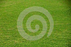 Field of fresh green grass texture