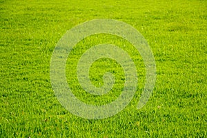 Field of fresh green grass texture