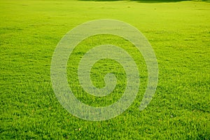 Field of fresh green grass texture