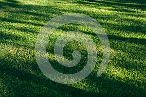 Field of fresh green grass texture as a background,