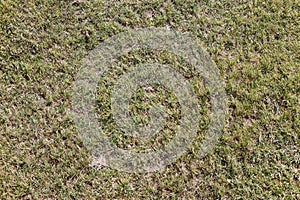 Field of fresh green grass texture as background top view