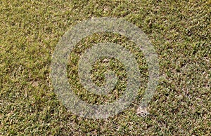 Field of fresh green grass texture as background top view