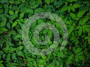 Field of fresh green grass texture as a background, top view, horizontal