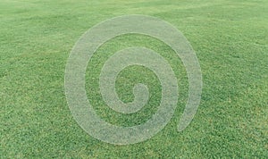 Field of fresh green grass texture. Background