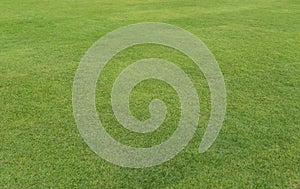 Field of fresh green grass texture. Background