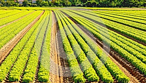 field of fresh green lettuce in the plain