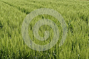 Field of Fresh Green Wheat
