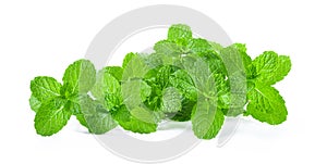 Fresh mint leaf close up on white background
