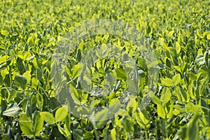 Field of fresh, young, green, sunlit pea plant grass.