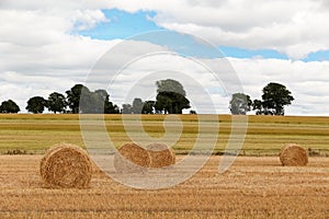 Field with freshly bales of hay
