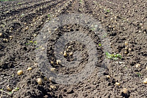 Field with freshly dug potato tubers among the soil