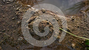 a field frog is sunbathing