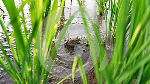 a field frog is sunbathing