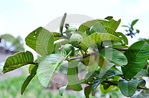 The fruits and leaves of Psidium guajava ripening photo