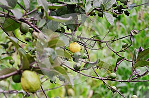 Ripe and unripe fruits of Psidium guajava photo