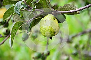 A ripening fruit of Psidium guajava photo