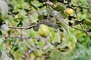 Ripening fruits of Psidium guajava photo